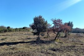 Poljoprivredno zemljište 2 km do mora, Vodnjan, Terrain