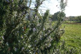 Prelijepo zelenilom osunčano građevinsko zemljište, Pula, Arazi