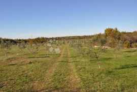 Veliki maslinik sa puno potencijala, Vodnjan, Tierra