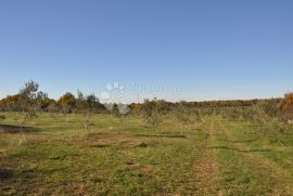 Veliki maslinik sa puno potencijala, Vodnjan, Tierra