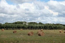 Veliko građevinsko zemljište u Ližnjanu, prilika za investitore, Ližnjan, Terreno