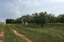 Prekrasan maslinik u okolici Baderne, 3000 m², Poreč, أرض