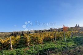 Poljoprivredno zemljište sa maslinikom i vinogradom, Pula, Tierra