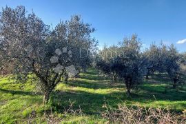 Poljoprivredno zemljište sa maslinikom i vinogradom, Pula, Tierra