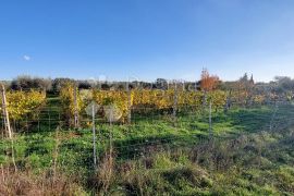 Poljoprivredno zemljište sa maslinikom i vinogradom, Pula, Tierra