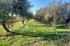 Poljoprivredno zemljište sa maslinikom i vinogradom, Pula, Tierra