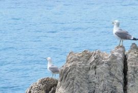 Kuća na ekskluzivnoj lokaciji u Dubrovniku, blizina Starog grada, Dubrovnik, Ev