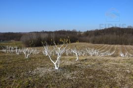 Ekološki nasad lijeske s mehanizacijom - okolica Daruvara, Daruvar, Land