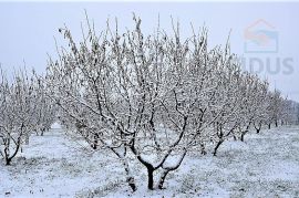 Ekološki nasad lijeske s mehanizacijom - okolica Daruvara, Daruvar, Land