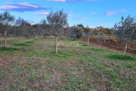 ISTRA, SVETVINČENAT - Maslinik sa 145 maslina, Svetvinčenat, Land