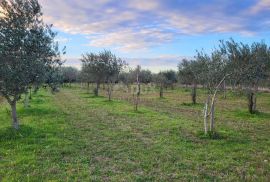 ISTRA, SVETVINČENAT - Maslinik sa 145 maslina, Svetvinčenat, Land