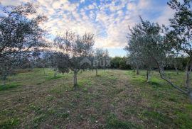 ISTRA, SVETVINČENAT - Maslinik sa 145 maslina, Svetvinčenat, Land