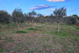 ISTRA, SVETVINČENAT - Maslinik sa 145 maslina, Svetvinčenat, Land