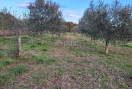 ISTRA, SVETVINČENAT - Maslinik sa 145 maslina, Svetvinčenat, Land