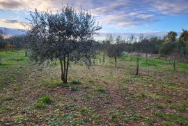 ISTRA, SVETVINČENAT - Maslinik sa 145 maslina, Svetvinčenat, Land