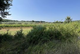 Istra, Vrsar - okolica - poljoprivredno zemljište s ucrtanim putem, Sveti Lovreč, Γη