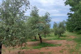 Istra, Vodnjan, imanje s maslinama i dozvolom za gradnju, Vodnjan, Land