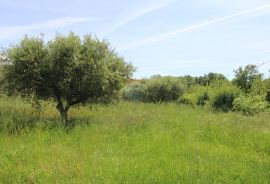 Lijepi maslinik u Taru s pogledom na more, Poreč, Γη