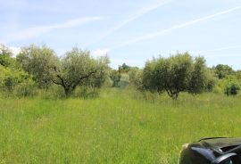 Lijepi maslinik u Taru s pogledom na more, Poreč, Γη