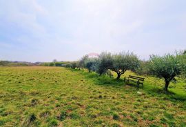 Istra, Umag - građevinsko zemljište okruženo maslinicima, Umag, أرض