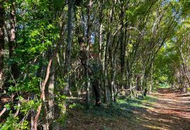 Poljoprivredno zemljište , Juricani Istra , voda na parceli, Umag, Terreno