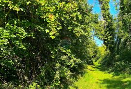 Poljoprivredno zemljište , Juricani Istra , voda na parceli, Umag, Terreno