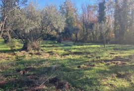 Fiorini, veliko poljoprivredno zemljište, Brtonigla, Terrain