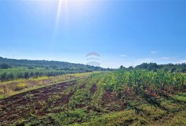 Istra,Buje okolica-Veliko negrađevinsko zemljište, Buje, Terra