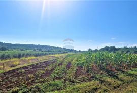 Istra,Buje okolica-Veliko negrađevinsko zemljište, Buje, Terra