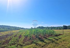 Istra,Buje okolica-Veliko negrađevinsko zemljište, Buje, Terra