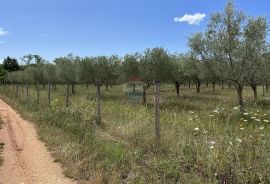 Labinci - okolica, uređeni i ograđeni maslinik na izvrsnoj lokaciji, Kaštelir-Labinci, Terreno