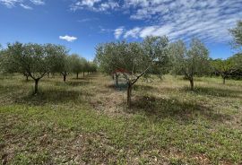 Labinci - okolica, uređeni i ograđeni maslinik na izvrsnoj lokaciji, Kaštelir-Labinci, Terreno