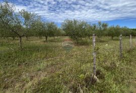 Labinci - okolica, uređeni i ograđeni maslinik na izvrsnoj lokaciji, Kaštelir-Labinci, Terreno