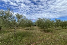 Labinci - okolica, uređeni i ograđeni maslinik na izvrsnoj lokaciji, Kaštelir-Labinci, Terreno