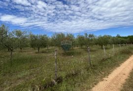 Labinci - okolica, uređeni i ograđeni maslinik na izvrsnoj lokaciji, Kaštelir-Labinci, Terreno