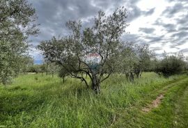 Vabriga - građevinsko zemljište turističke namjene, Poreč, Arazi