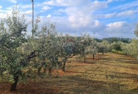 Kaštelir: Kombinacija, građevinsko zemljište i maslinik, Kaštelir-Labinci, Tierra