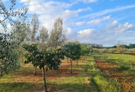 Kaštelir: Kombinacija, građevinsko zemljište i maslinik, Kaštelir-Labinci, Land