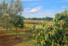 Kaštelir: Kombinacija, građevinsko zemljište i maslinik, Kaštelir-Labinci, Tierra