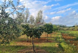 Kaštelir: Kombinacija, građevinsko zemljište i maslinik, Kaštelir-Labinci, Tierra