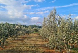 Kaštelir: Kombinacija, građevinsko zemljište i maslinik, Kaštelir-Labinci, Tierra