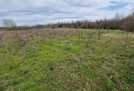 Istra, Bokordići, Negrađevinsko Zemljište 5565m2, Svetvinčenat, Land