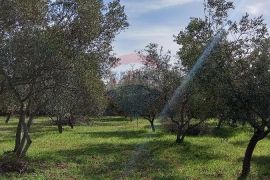 Istra, okolica Vodnjana, maslinik na 2 čestice, Vodnjan, Terrain