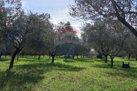 Istra, okolica Vodnjana, maslinik na 2 čestice, Vodnjan, Terrain