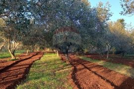 Istra, Fažana, zemljište s maslinikom, Fažana, Terra