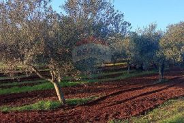 Istra, Fažana, zemljište s maslinikom, Fažana, Terra