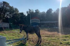 Istra, Vrsar, lijepo građevinsko zemljište veličine 1842 m2 na odličnoj lokaciji, Vrsar, Land