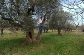 Rovinj, poljoprivredno zemljište s upisanom poljskom kućicom, Rovinj, Terrain