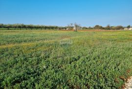 Galižana, 1100m2 zemljište, Vodnjan, أرض