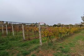 Pula, okolica, maslinik i vinograd površine 6680m2, Pula, أرض